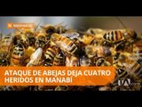 Cuatro recolectores de cangrejo heridos, heridos tras ataques de abejas - Teleamazonas