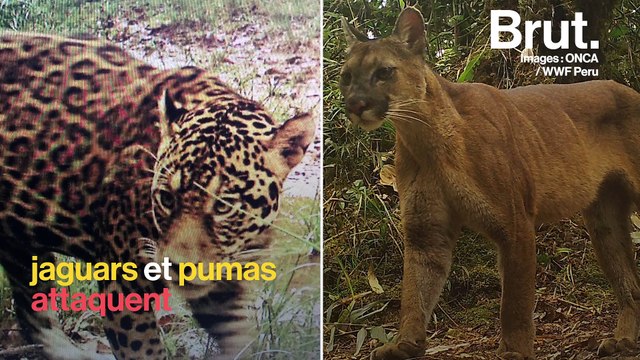 Guyane : gérer les conflits entre prédateurs et éleveurs