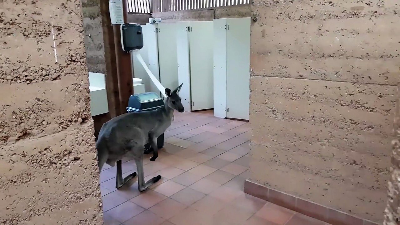 Gourmand ? Ce Kangourou mange le papier toilette direct au rouleau !