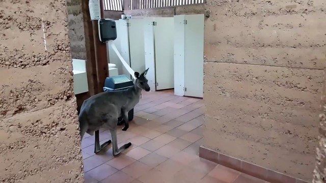 Gourmand ? Ce Kangourou mange le papier toilette direct au rouleau !