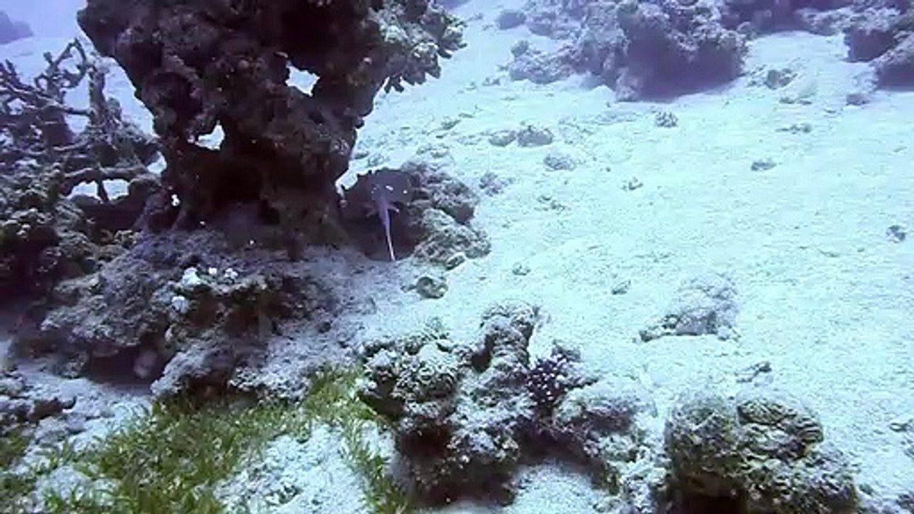 Blue spotted stingray in the Red Sea 3, Eilat Israel photographed by Meni Meller