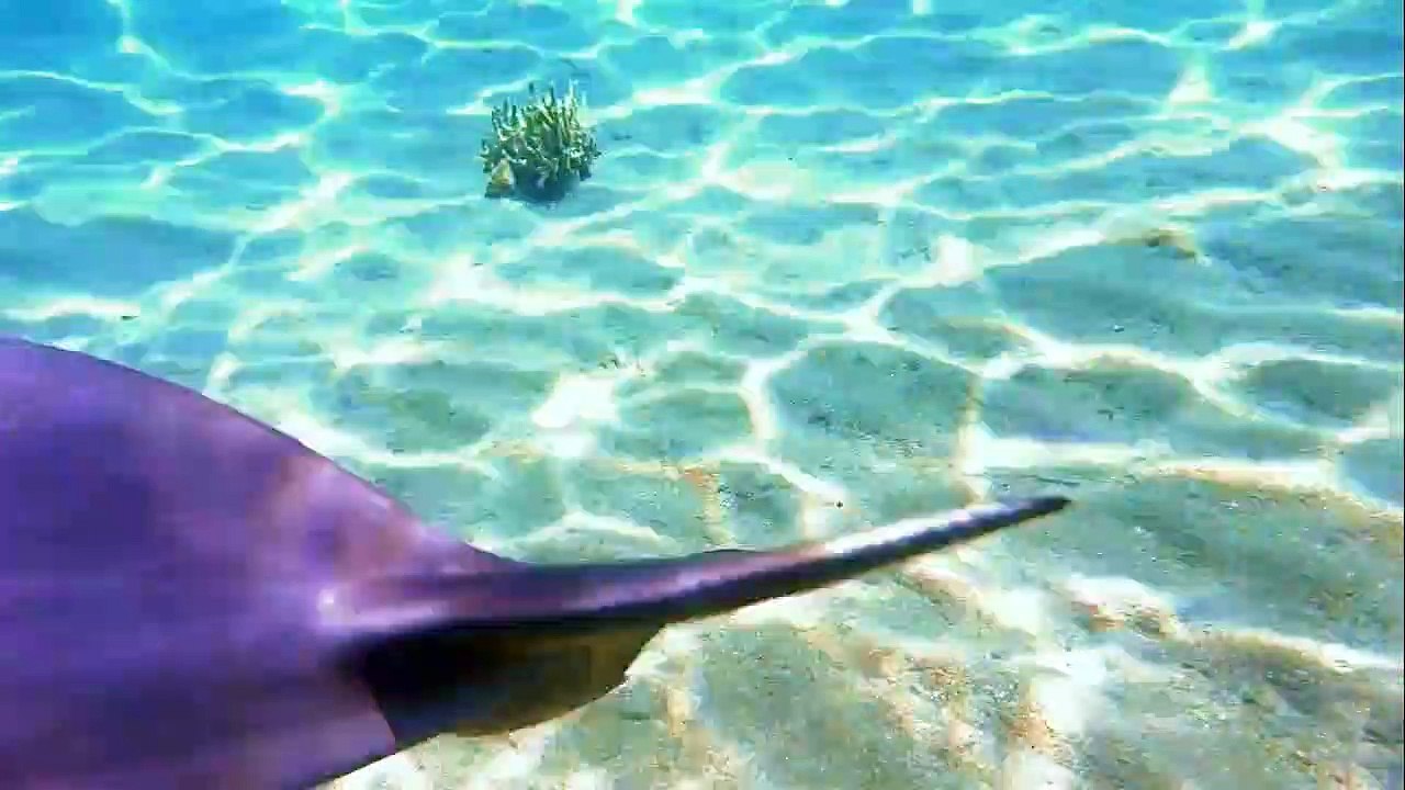 Dolphins swimming in the Red Sea 4, Eilat Israel photographed by Meni Meller