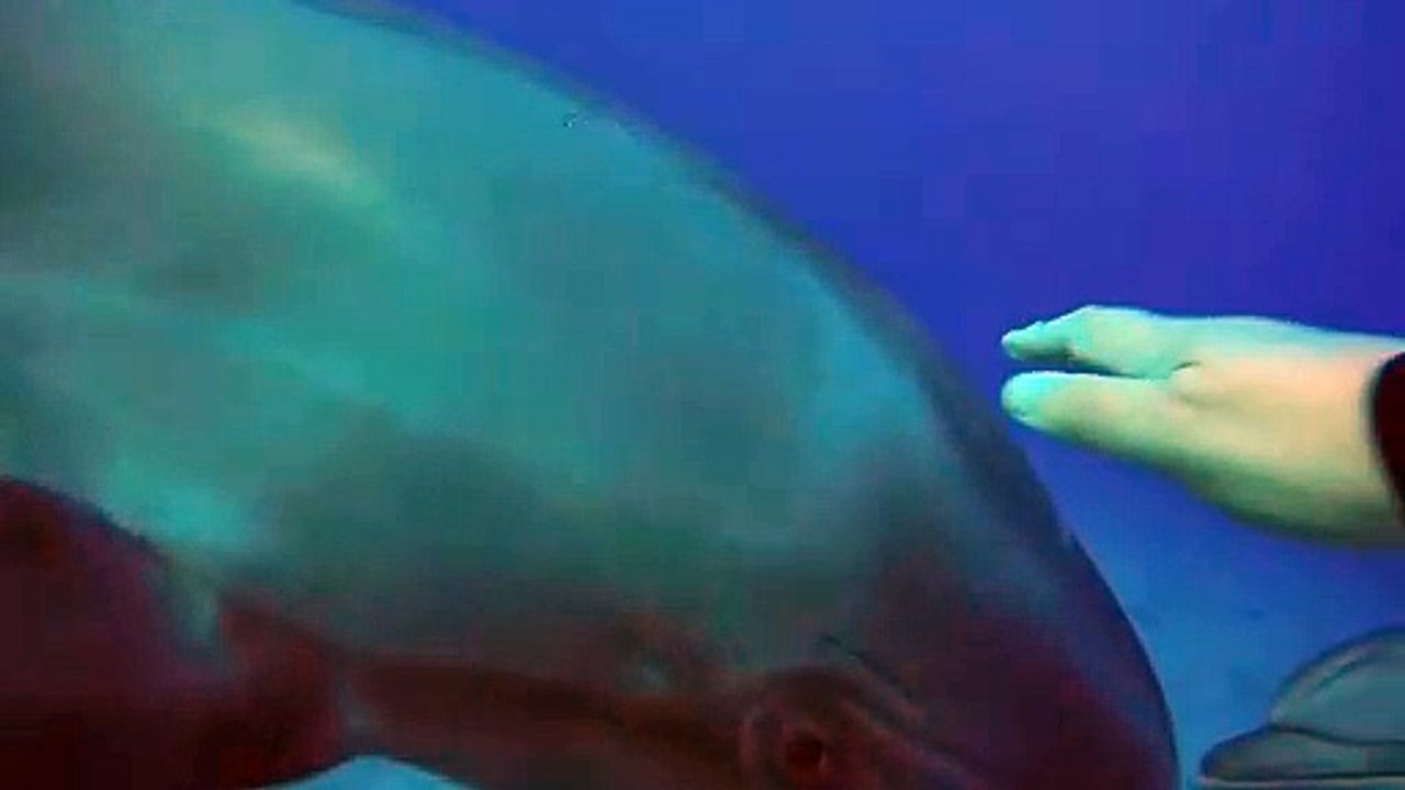 dolphins in the Red Sea eilat israel 3 photographed by Meni Meller