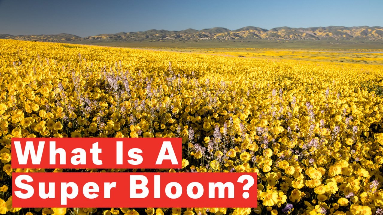 What Is A Super Bloom?