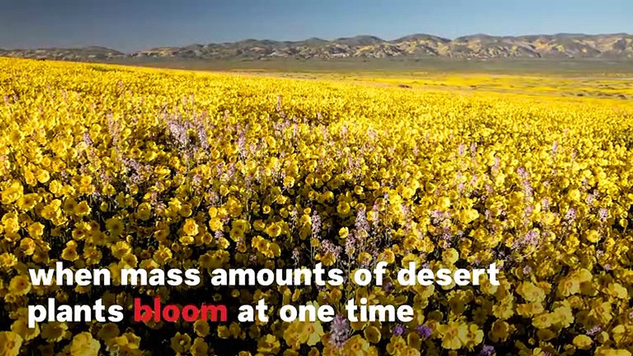 What Is A Super Bloom?