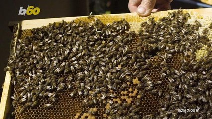 Study Reveals Honeybees Can Solve Math Equations