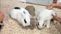 Adorable : ces trois lapins ne veulent se séparer sous aucun prétexte