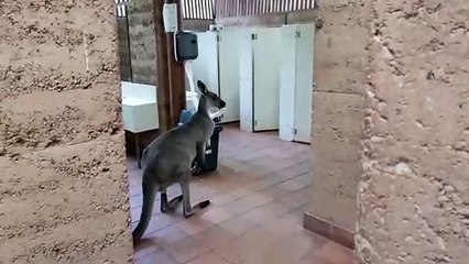 Quand tu croises un kangourou dans les toilettes