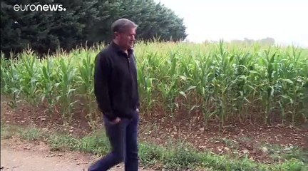 Monsanto, ante el tribunal de apelación por presunta intoxicación