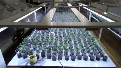 Sebze Fiyatlarına Kızdı Evinin Salonunu Seraya Çevirdi