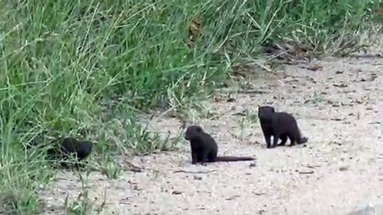 Dwarf Mongoose Plays Dead