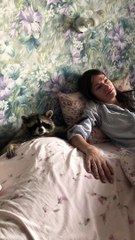 Raccoon Requires All the Love