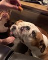 Man Feeds Chicken Nuggets to Three Hungry Bulldogs