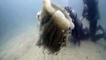 Ces plongeurs tombent sur une Méduse à crinière de lion - Gold Coast Seaway