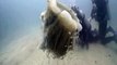 Ces plongeurs tombent sur une Méduse à crinière de lion - Gold Coast Seaway