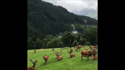 Des dizaines de cerfs sont dans son champ... Magnifique