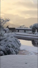 Ce jeune cerf joue dans la neige... Adorable