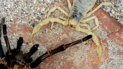 Une tarentule face à un scorpion : combat de titans