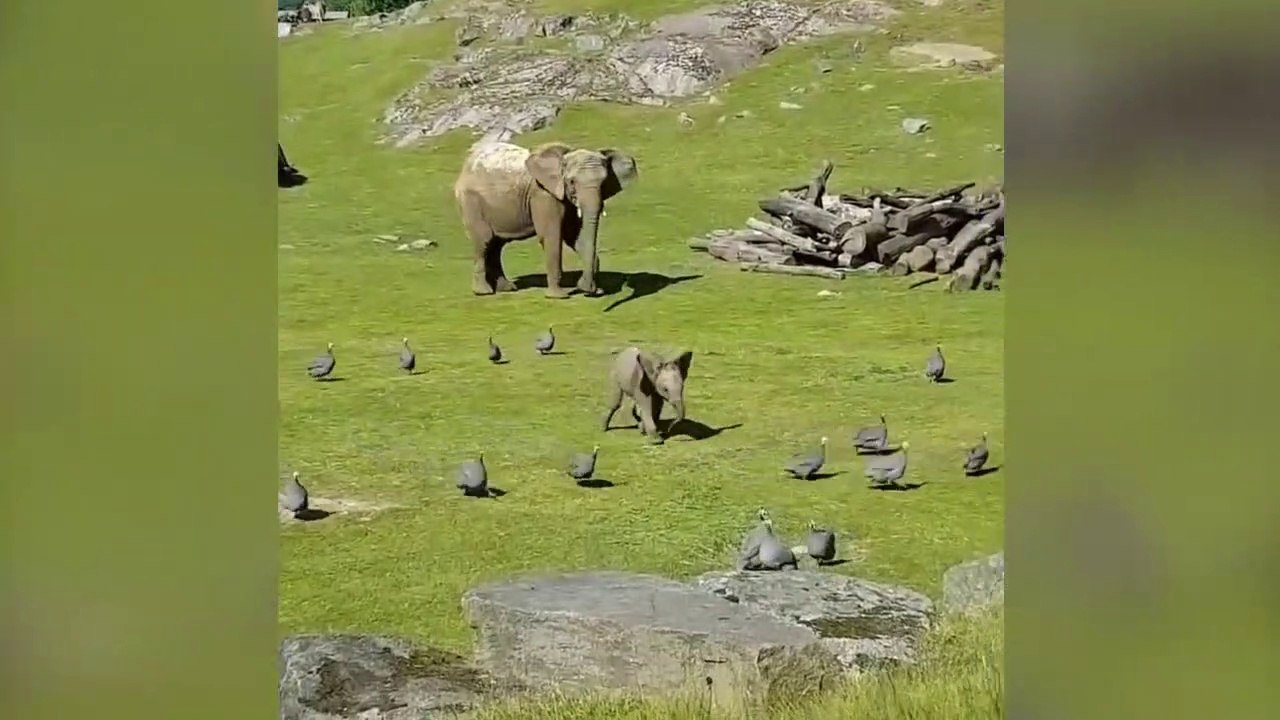 Un elephanto poursuit des oiseaux !