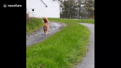 Primus the cat has the fluffiest tail