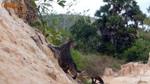 Primitive Boys Saves Family Cats From Python Attack - Python Attack Cat Nest In Deep Hole