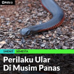 Perilaku Ular Di Musim Panas