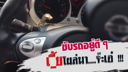 ขับรถอยู่ดี ๆ มีสะดุ้ง...ตัวอะไรโผล่มา !!