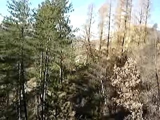 petits courants suisses ménent biche, faon et daguet