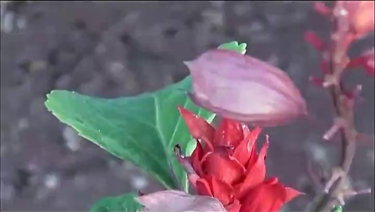 Very beautiful scenery to beautify the flowers