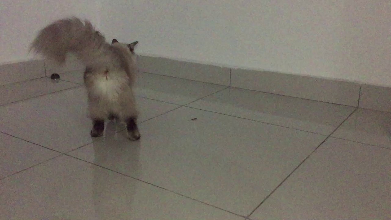 Eiggly_The_Cat_#1