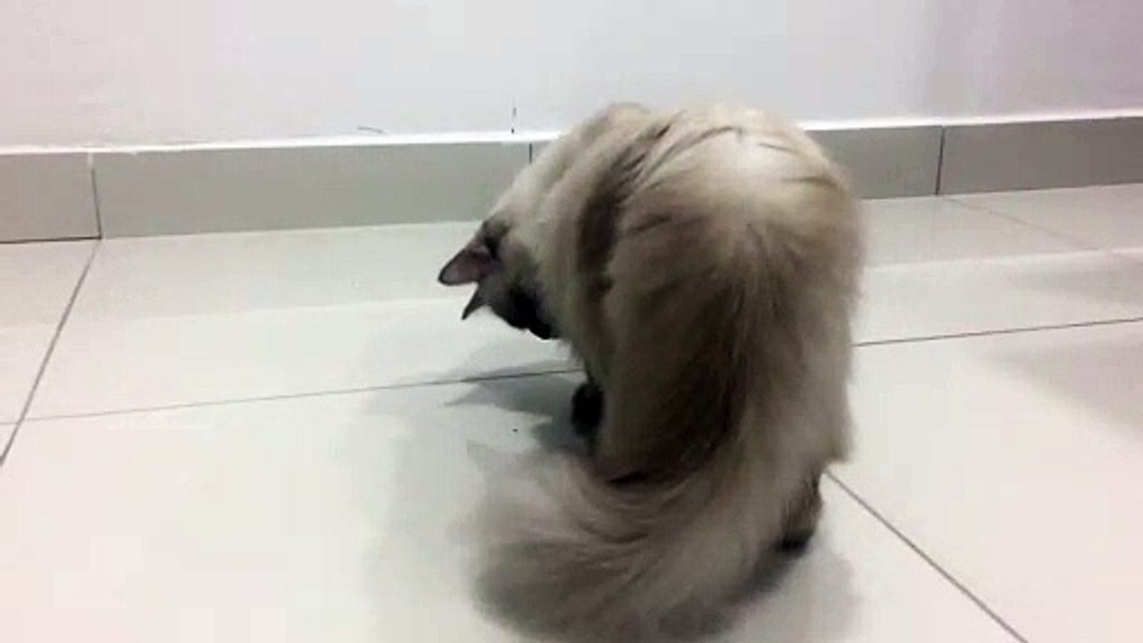 Eiggly_The_Cat_#2