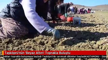 Taşköprü'nün 'Beyaz Altın'ı Toprakla Buluştu