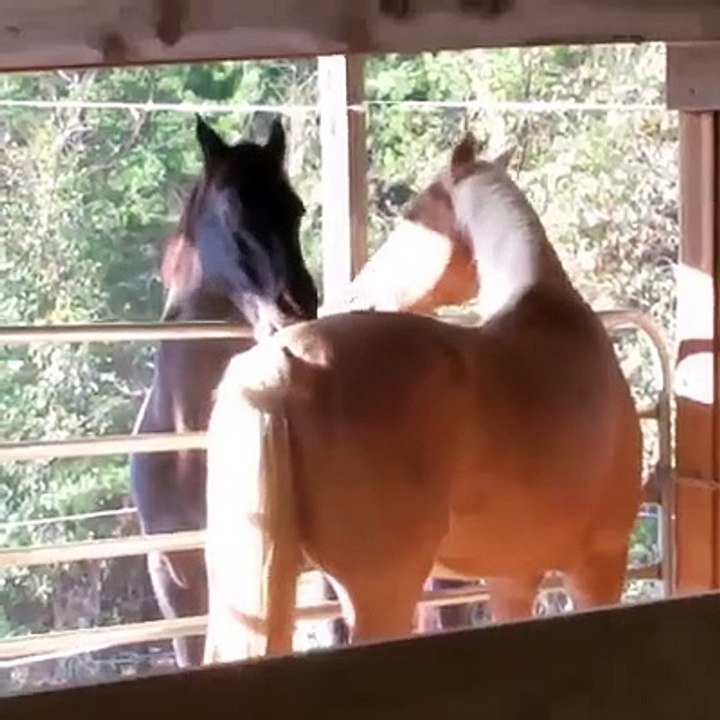 Amazing video of children play with animals in farmhouse...