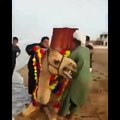 Amazing video of local guys who try to riding on camel