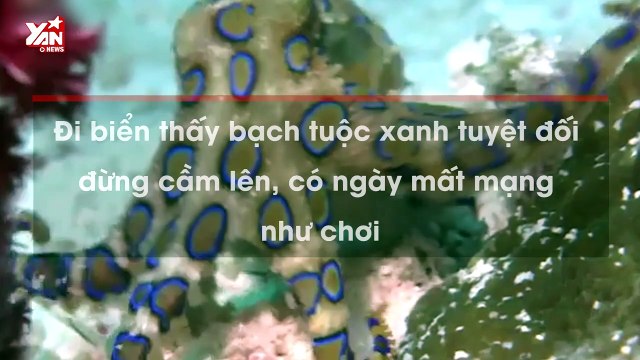 Đi biển thấy bạch tuộc xanh tuyệt đối đừng cầm nên, có ngày mất mạng như chơi