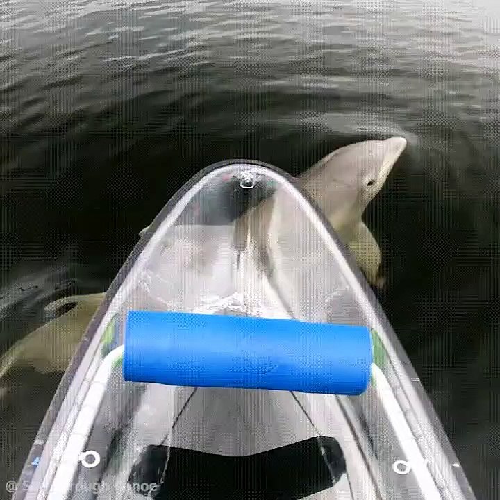 A welcome friendly face in the deep dark water