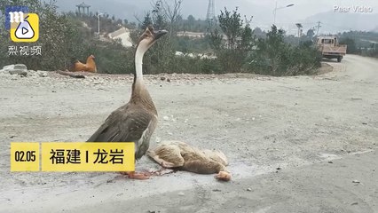 Xúc động khoảnh khắc chú ngỗng cố gắng đánh thức "bạn đời" đã chết vì ô tô đâm
