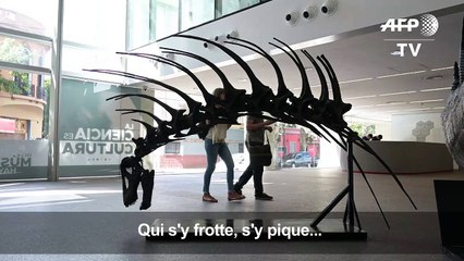 Un dinosaure se défendant avec ses épines découvert en Argentine