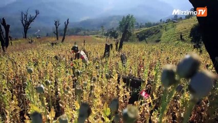 ဘိန္းစိုက္ခင္းေတြထဲက ႐ုန္းမထြက္ႏုိင္ၾကတဲ့ ျမန္မာဘိန္းစိုက္ေတာင္သူမ်ား