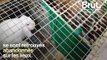Plus de 5700 lapins, hamsters et autres animaux de compagnie laissés à l'abandon dans un élevage français
