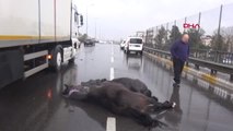 Kazada Yaralanan Atların Görüntüsü Yürek Burktu