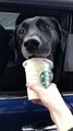 Cet adorable chien est un client régulier chez Starbucks