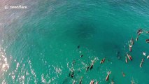 Mesmerising drone footage shows dolphins and whales swimming off Hawaii