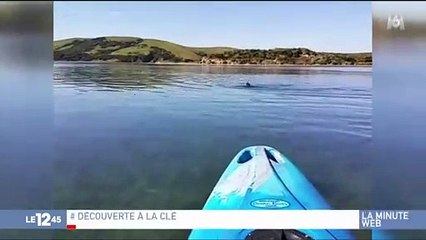 Une clef USB exploitable retrouvée dans des déjections de léopard des mers