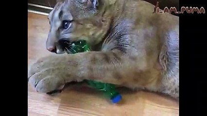 Ce puma sauvé d'un zoo ne pouvait être relâché dans la nature, il vit désormais comme un gros chat d'appartement