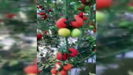 Kaş’ta su içinde kalan seralar sezonu erken kapattı