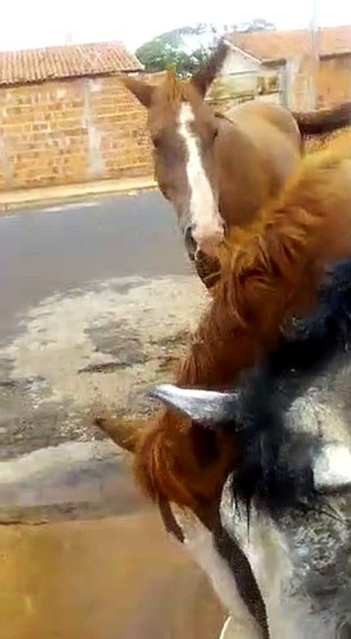 Autônoma alivia calor de cavalos de rua com banho na porta de sua casa em Araçatuba (SP)