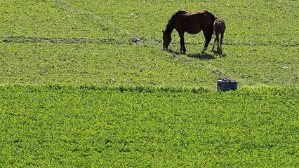 Royaume-Uni : épidémie de grippe équine, toutes les courses annulées