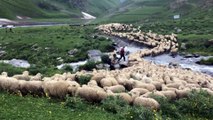 Géorgie : des moutons dans les montagnes