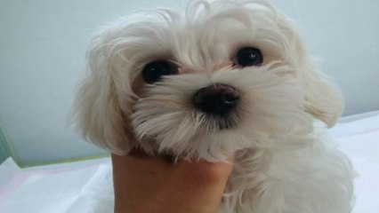 가족이라더니 연휴엔 남?...버려지는 반려견들 / YTN